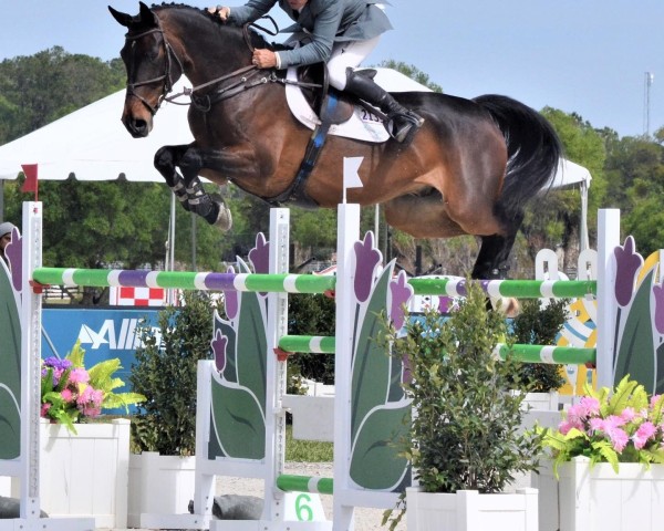 jumper Obi Wan (Oldenburg show jumper, 2012, from Centadel)