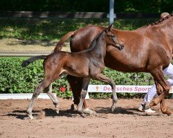 dressage horse Inspector B. (German Sport Horse, 2023, from Iowa Gold)