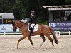 dressage horse Escalero 18 (German Sport Horse, 2021, from Escolar)