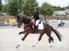 dressage horse Riverdale 7 (German Sport Horse, 2020, from Revolution)