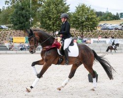 dressage horse Riverdale 7 (German Sport Horse, 2020, from Revolution)