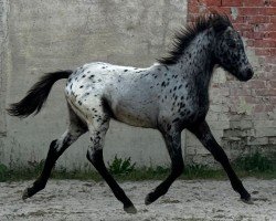 foal by Pino (sonstiges Pony, 2024, from Lendorfs Puzzle)