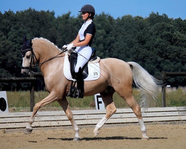 dressage horse Grimaldi's Boy (German Riding Pony, 2014, from Hesselteichs Grimaldi)