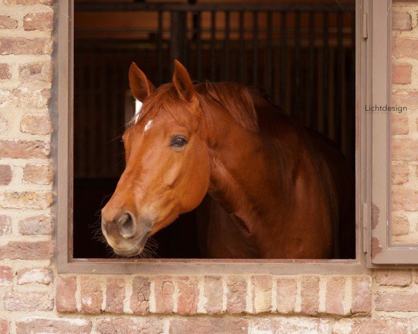 dressage horse Bernsteyn 4 (Hanoverian, 2016, from Borsalino)