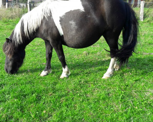 broodmare Marie (Shetland Pony, 2011)