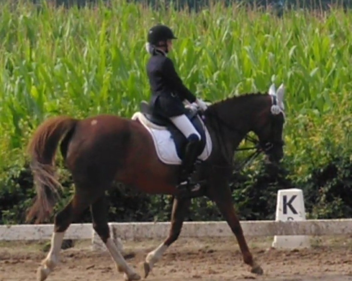 dressage horse Donna May 4 (German Riding Pony, 2009, from Stukhuster Ricardo Go For Gold)