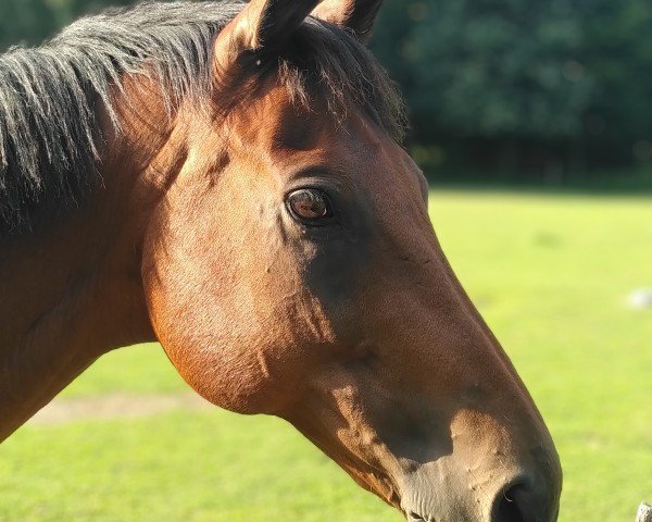 dressage horse Ascot xx (Thoroughbred, 2008)