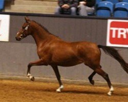 broodmare Bitsch Babe (Danish Reitpony, 2004, from Coelenhage's Purioso)