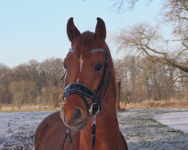 dressage horse Is Orinoco ox (Arabian thoroughbred, 2017)