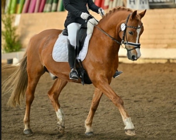 dressage horse Django 337 (German Riding Pony, 2006, from Dornik B)