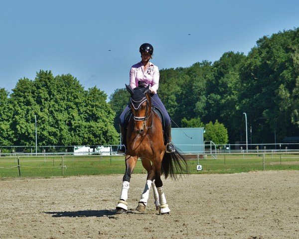 dressage horse Don Devino CS (Westphalian, 2012, from Don Juan de Hus)