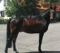 stallion Lefevre (Holsteiner, 1988, from Lombard)