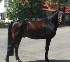 stallion Lefevre (Holsteiner, 1988, from Lombard)