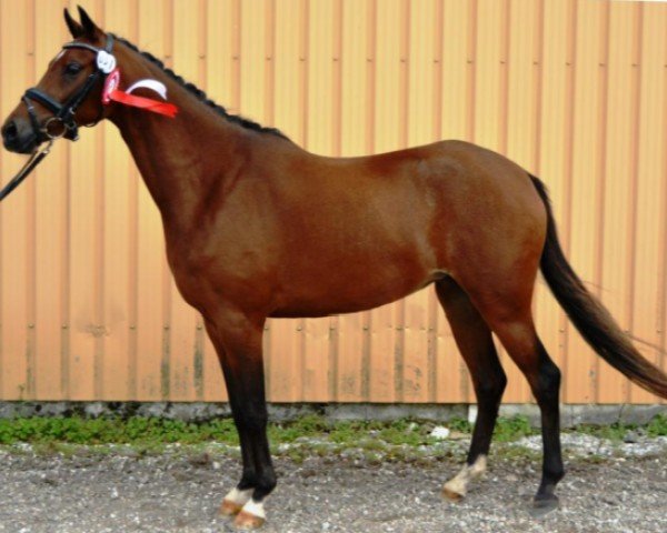 broodmare Toftegaards Bacardi (Danish Reitpony, 2013, from Lykkehoejs Dream of Dornik)