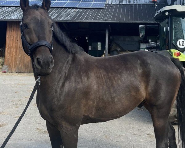 jumper AMD Chardonnay (German Sport Horse, 2012, from Chocolat)