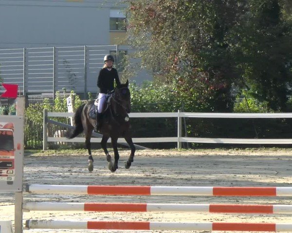 Reitturnier Bregenz 2024