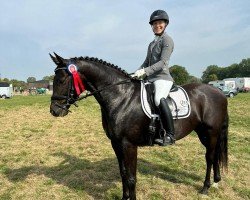 dressage horse For Noel (Oldenburg, 2019, from Fürstenball)