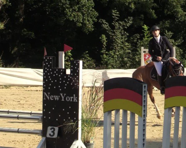Reitturnier Buchenhof-Ibbenbüren 2024