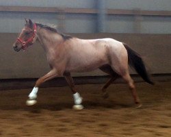 dressage horse Lucky Freedom (Nederlands Welsh Ridepony, 2010, from David van den Hout)