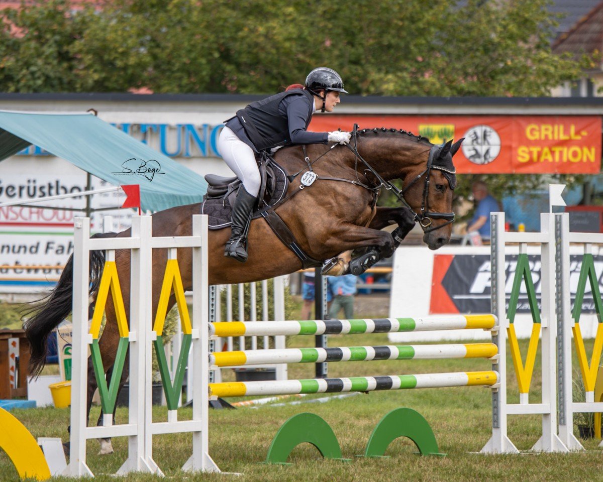 jumper Voice of Viscount (Mecklenburg, 2016, from Viscount 22)