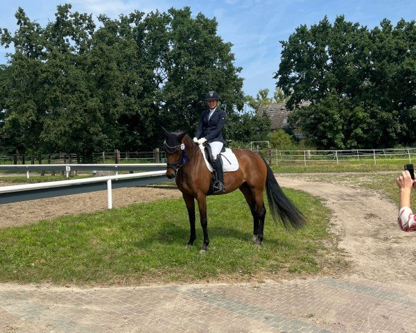 dressage horse Quite Fancy (Oldenburg, 2018, from Quantensprung 3)