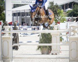 broodmare Naila van 't Merelsnest (Belgian Warmblood, 2013, from Kannan)