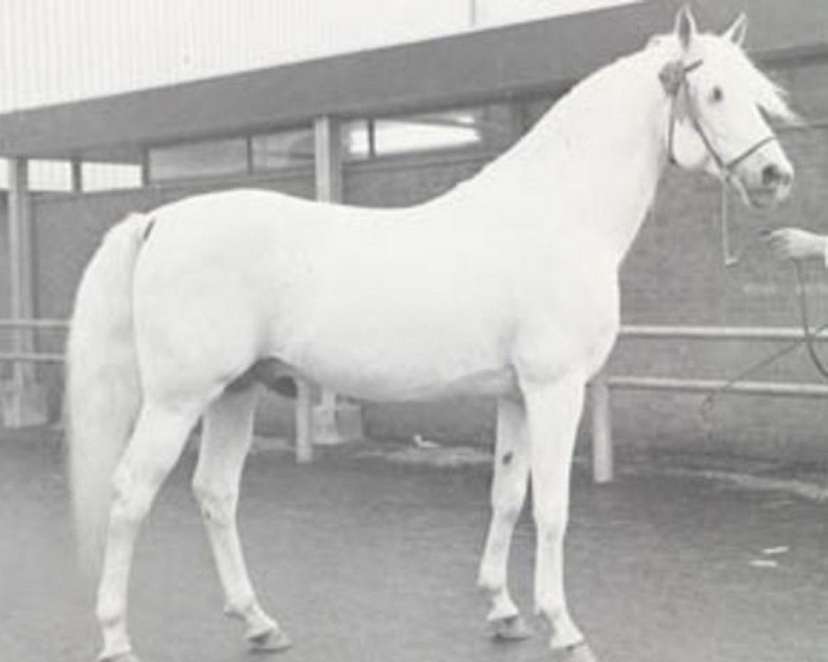 Deckhengst Sedan ox (Vollblutaraber, 1959, von Comet 1953 ox)
