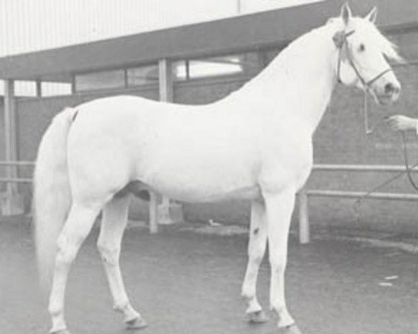 stallion Sedan ox (Arabian thoroughbred, 1959, from Comet 1953 ox)
