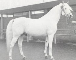 stallion Sedan ox (Arabian thoroughbred, 1959, from Comet 1953 ox)