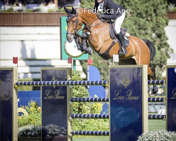 jumper Eddy Blue (Oldenburg show jumper, 2012, from Eldorado vd Zeshoek Tn)