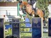 jumper Eddy Blue (Oldenburg show jumper, 2012, from Eldorado vd Zeshoek Tn)