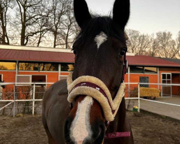 Springpferd Bamata Z (Zangersheide Reitpferd, 2013, von Big Star Jr KZ)