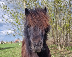 horse Merlin (Shetland Pony, 2020)