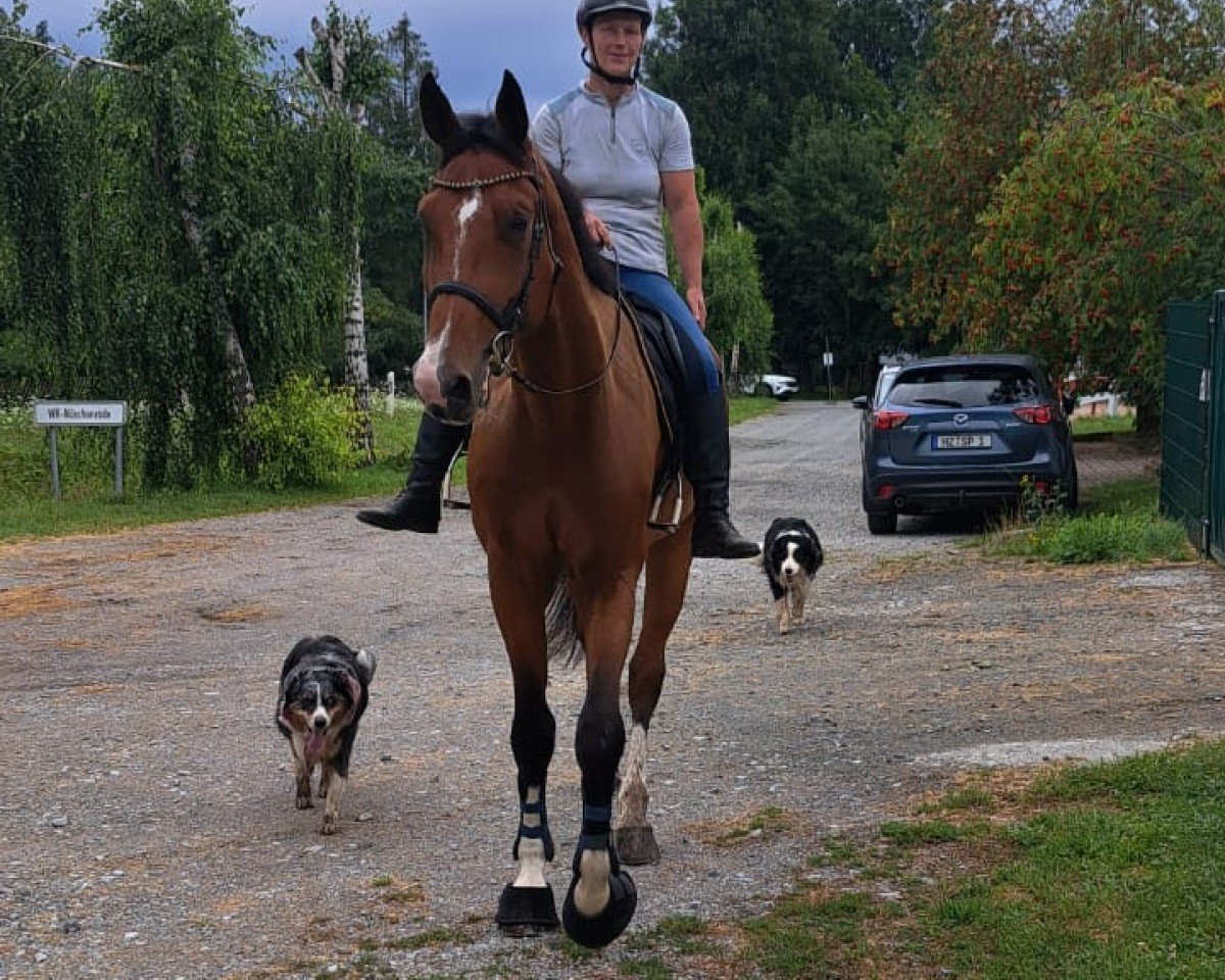 Springpferd Volkhardt Chacfly (Oldenburger Springpferd, 2019, von Chacfly PS)