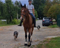 jumper Volkhardt Chacfly (Oldenburg show jumper, 2019, from Chacfly PS)