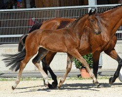 foal by Don (German Warmblood, 2024, from Decurio 3)