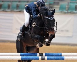 Springpferd Cabalistic Cody Brown (Holsteiner, 2005, von Contender)