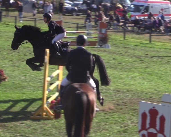 Reitturnier Crivitz 2024