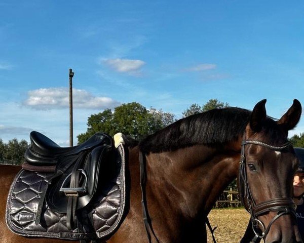 dressage horse Sentinel Prime ND (Zangersheide riding horse, 2018, from Sensation)