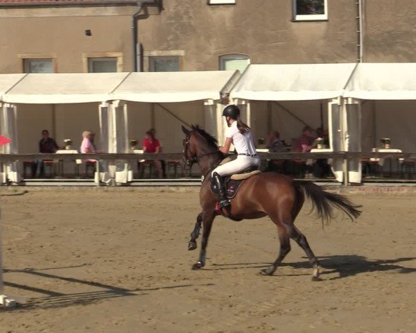 Reitturnier Buchenhof-Ibbenbüren 2024