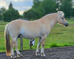 Pferd Ibizo von der Marien-Quelle (Fjordpferd, 2022, von Isko)