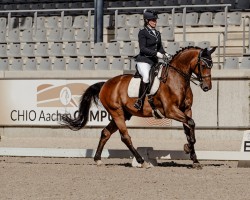 dressage horse Despino B (Hanoverian, 2011, from Desperados FRH)