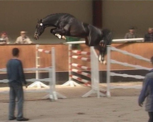 stallion Kubertin Cento (Holsteiner, 2004, from Koijot Agli)