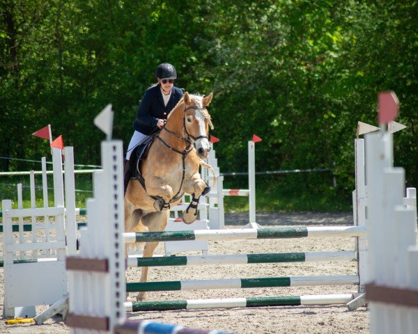 Pferd Wendler (Haflinger, 2017, von Wildbach)