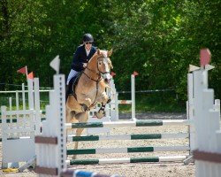 Springpferd Wendler (Haflinger, 2017, von Wildbach)