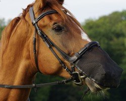 dressage horse Sarantos 5 (Westphalian, 2016, from Scolari)