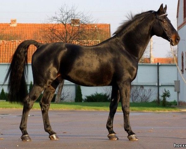 stallion Koijot Agli (Württemberger, 1995, from Cento)