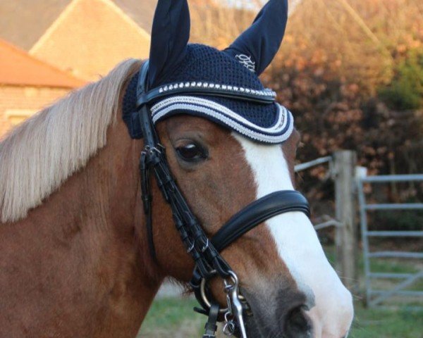 jumper Dance again (German Riding Pony, 2007, from Domingo)