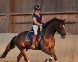 dressage horse Nadeshi 3 (Hanoverian, 2019, from Nechristo)