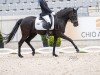 dressage horse Cher San (German Riding Pony, 2019, from Jonker's Socrates)